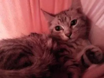 Adotta un gatto, femmina, 1 anno e 4 mesi, Frosinone