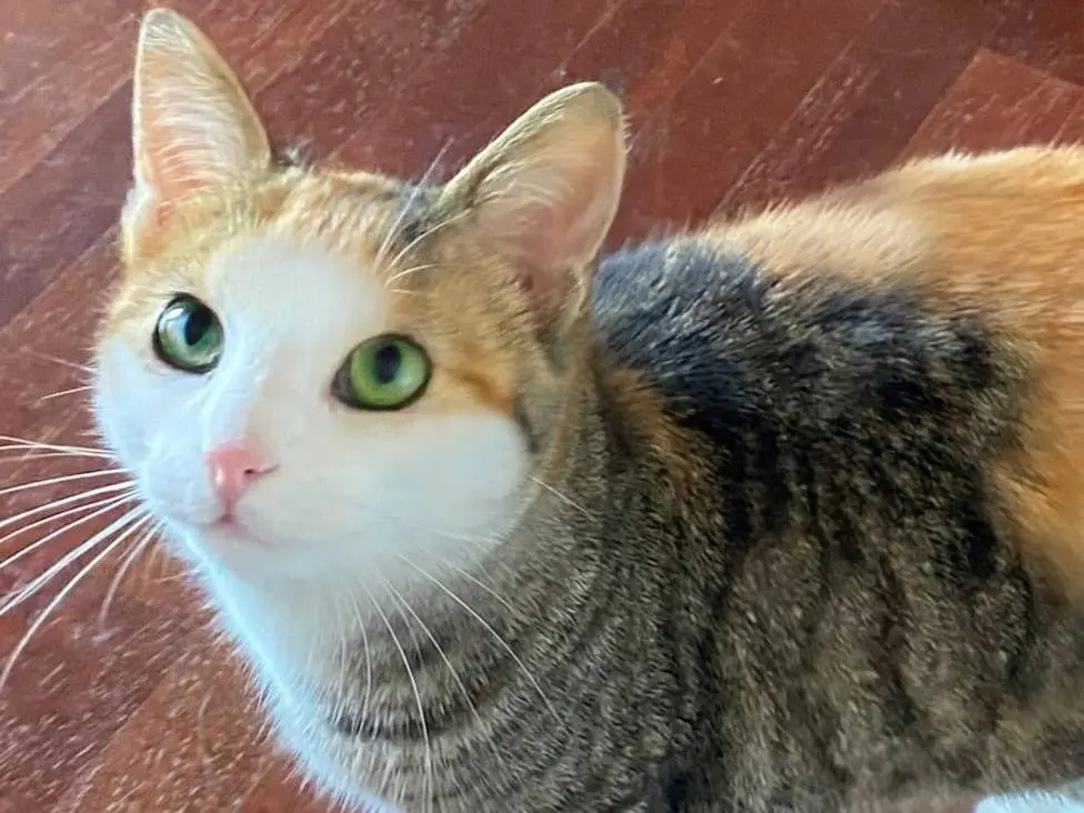 Adotta un gatto, femmina, 1 anno e 2 mesi, Parma