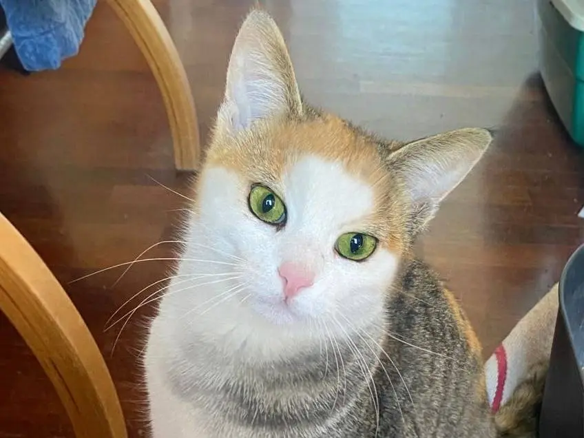 Adozione gatto, femmina, Razza sconosciuta Razza sconosciuta, 1 anno e 2 mesi, taglia non valida, Parma