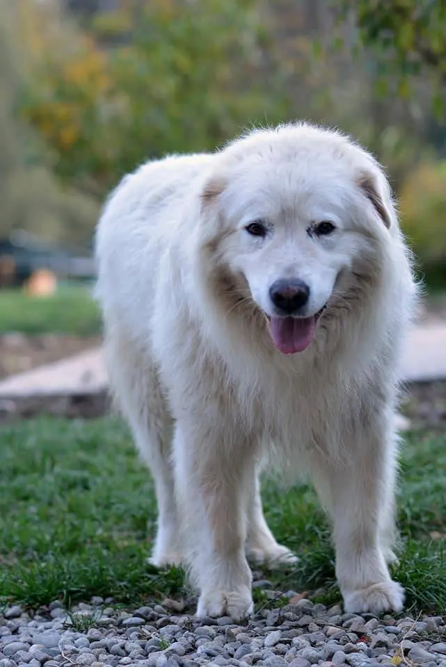 Adotta il cane ARKAN a Como