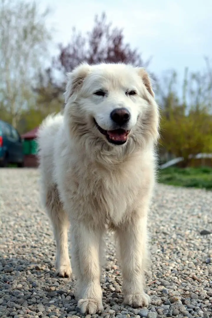 Adotta un cane, maschio, 13 anni e 2 mesi, Como