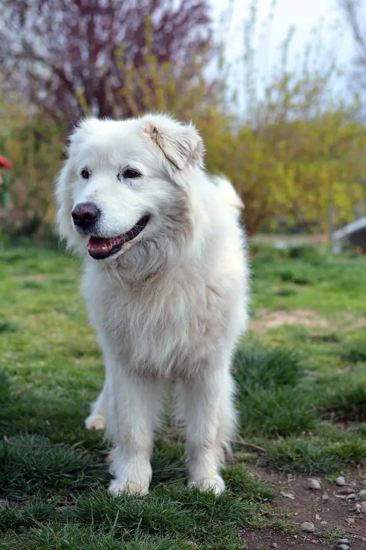 Adotta un cane, taglia grande, maschio, Como