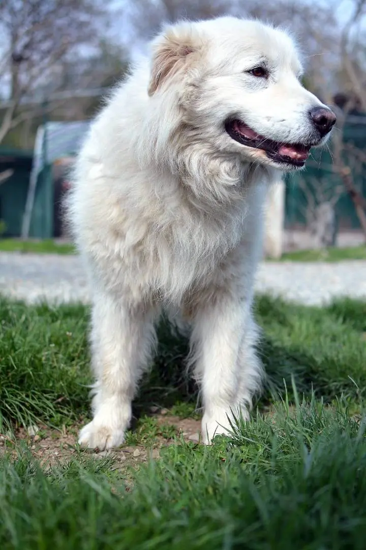 Vuoi adottare un cane a Como?