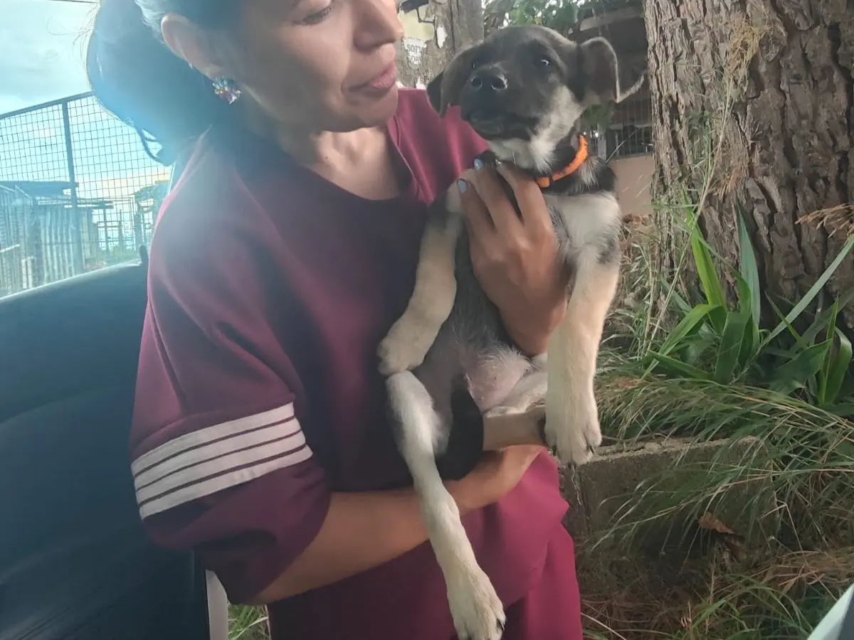 Adotta un cane, maschio, 3 mesi, Crotone