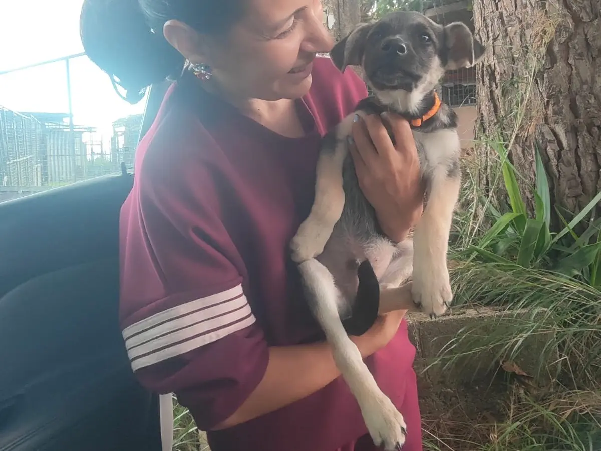 Adotta un cane, taglia grande, maschio, Crotone