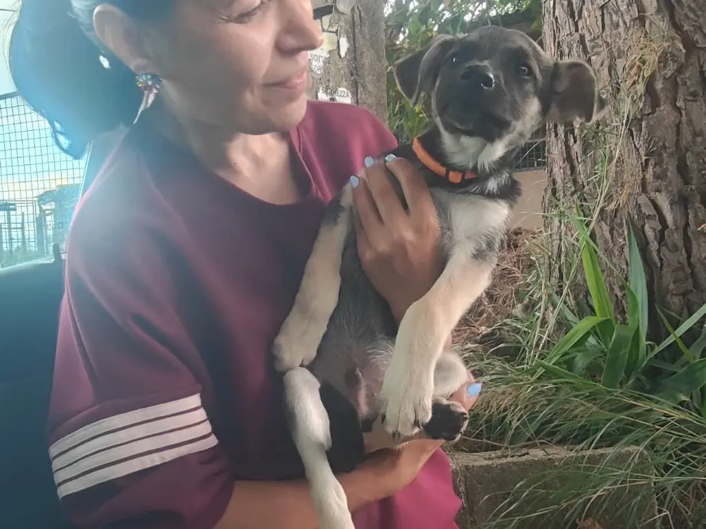 Adozione cane, maschio, Pastore tedesco Razza sconosciuta, 3 mesi, taglia grande, Crotone
