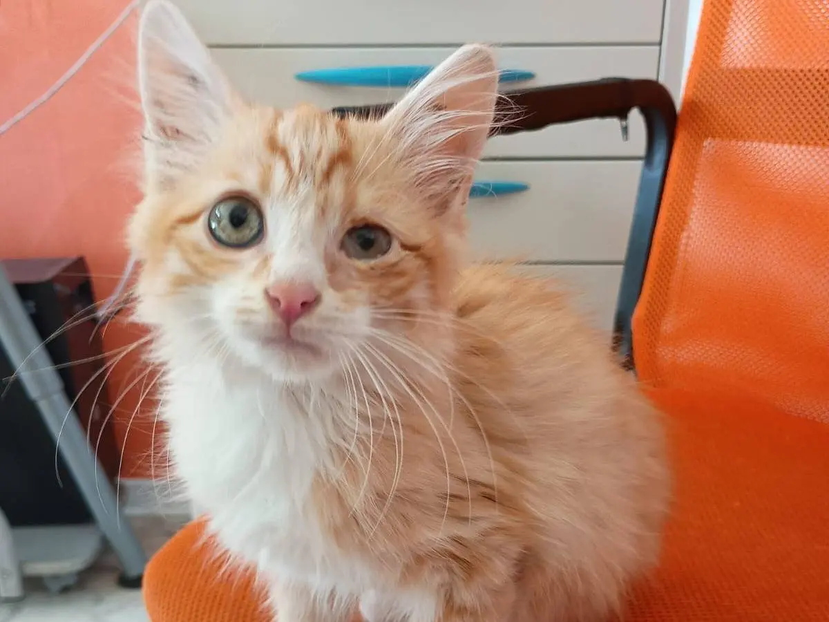 Adotta il gatto LIONEL a Caserta