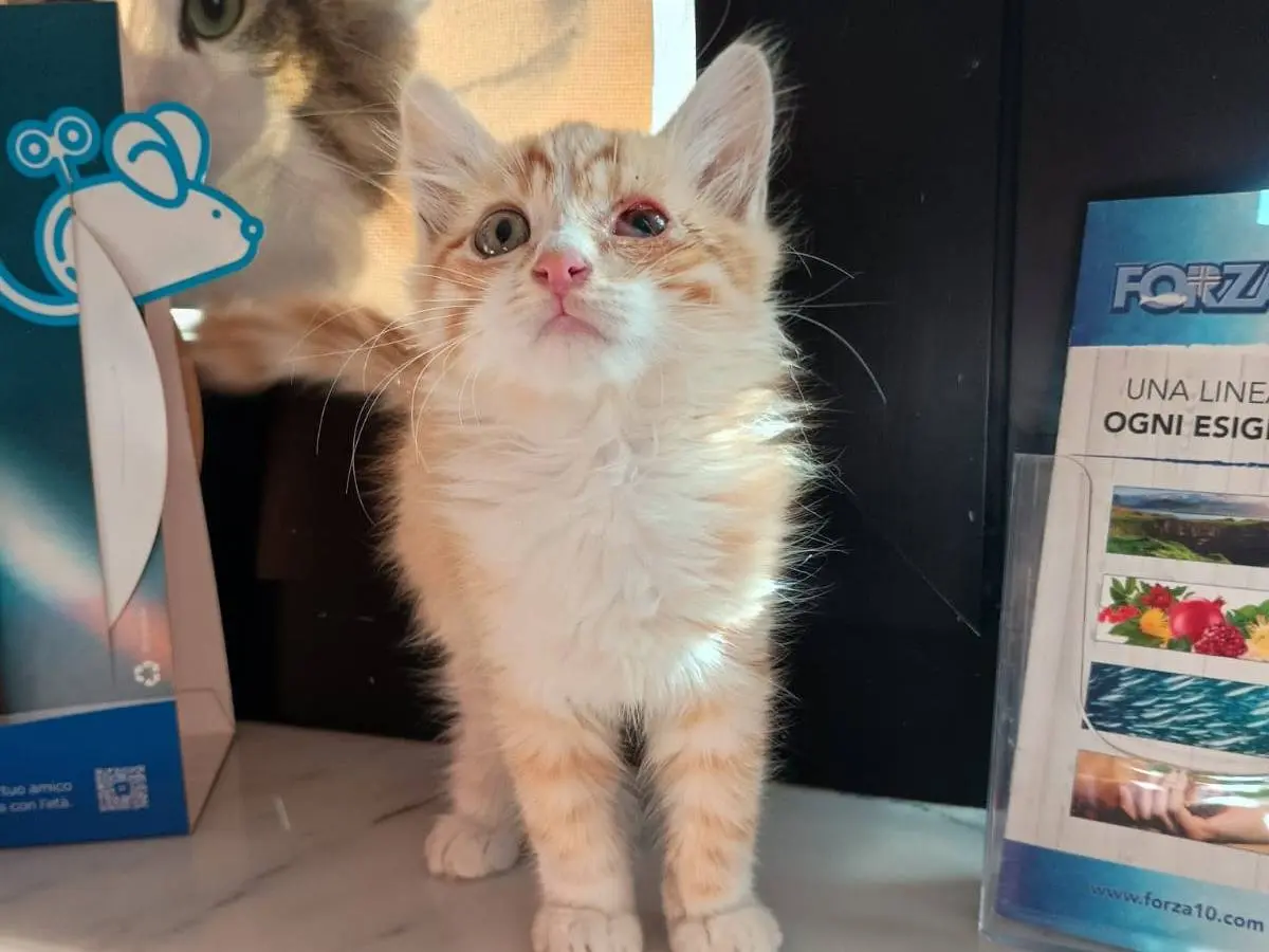 Adozione gatto, maschio, Razza sconosciuta Razza sconosciuta, 2 mesi, taglia non valida, Caserta