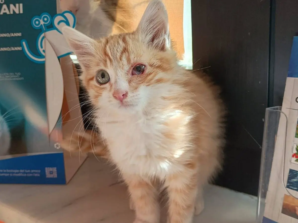 Adotta un gatto, maschio, 2 mesi, Caserta