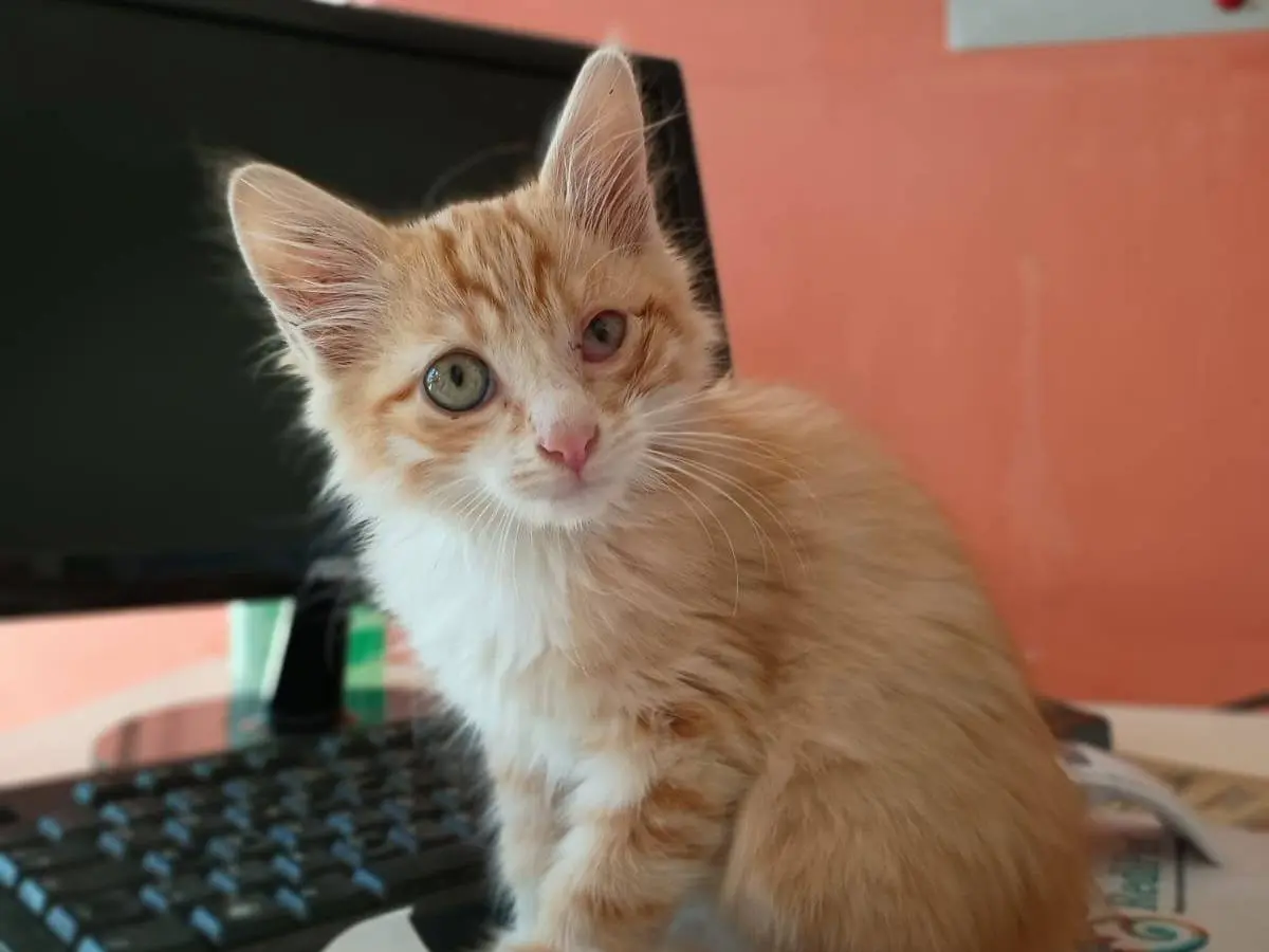 Adotta un gatto, taglia non valida, maschio, Caserta