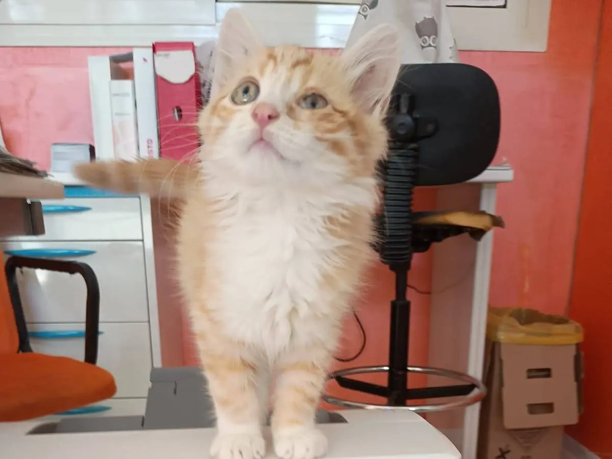 Vuoi adottare un gatto a Caserta?