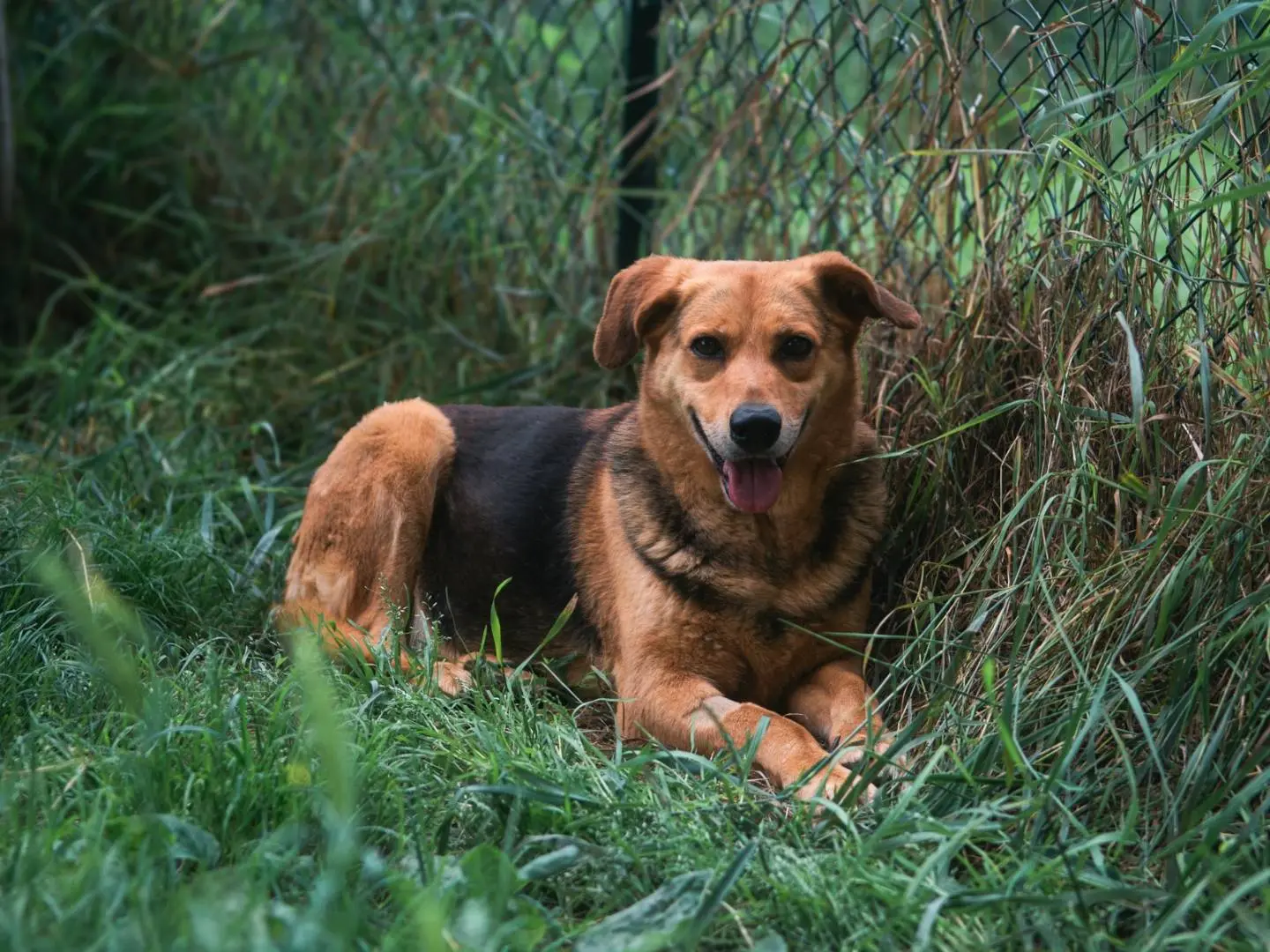 Adozione cane, femmina, meticcio, 11 anni, taglia media, Bologna