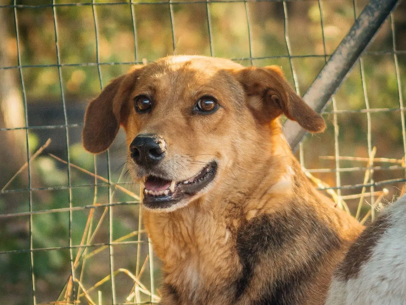 Adotta un cane, femmina, 11 anni, Bologna