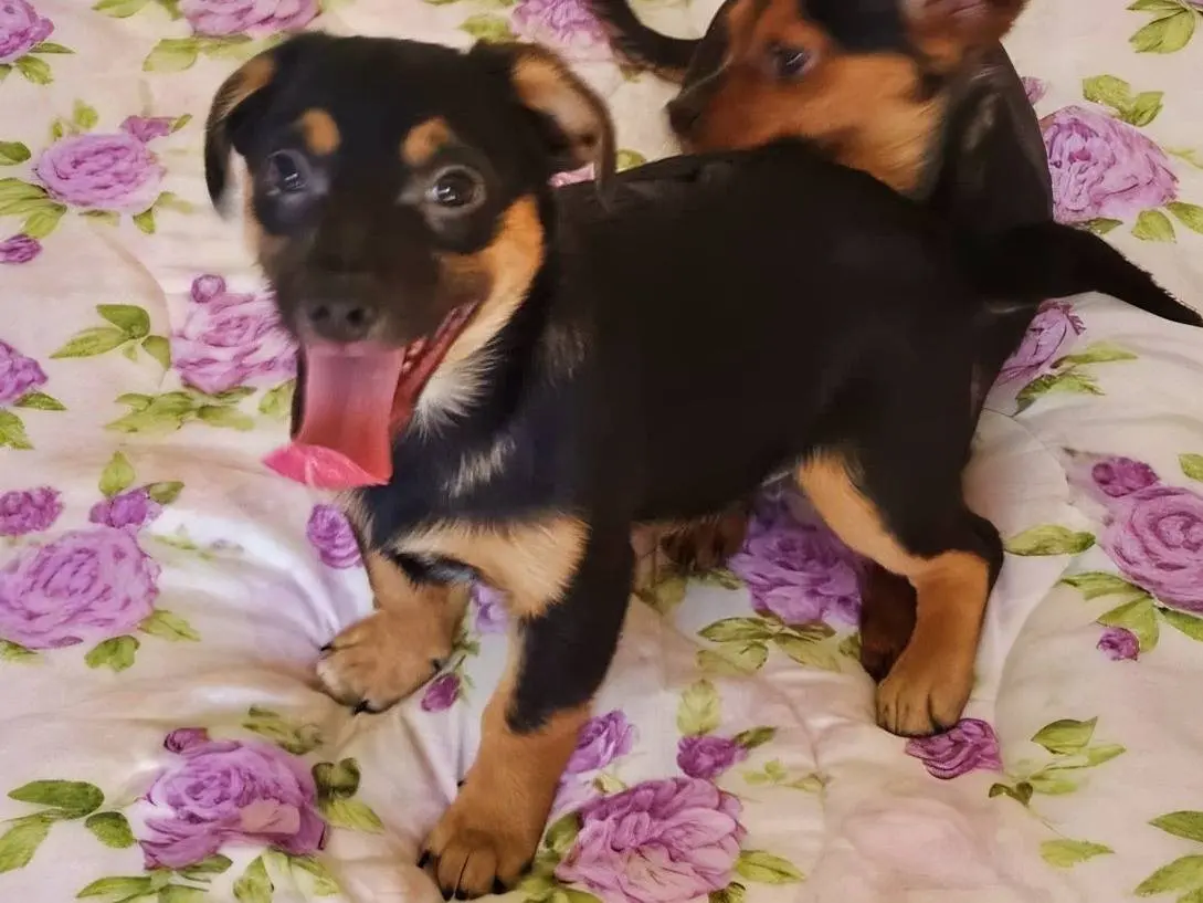 Adozione cane, maschio, Razza sconosciuta Razza sconosciuta, 9 mesi, taglia piccola, Benevento