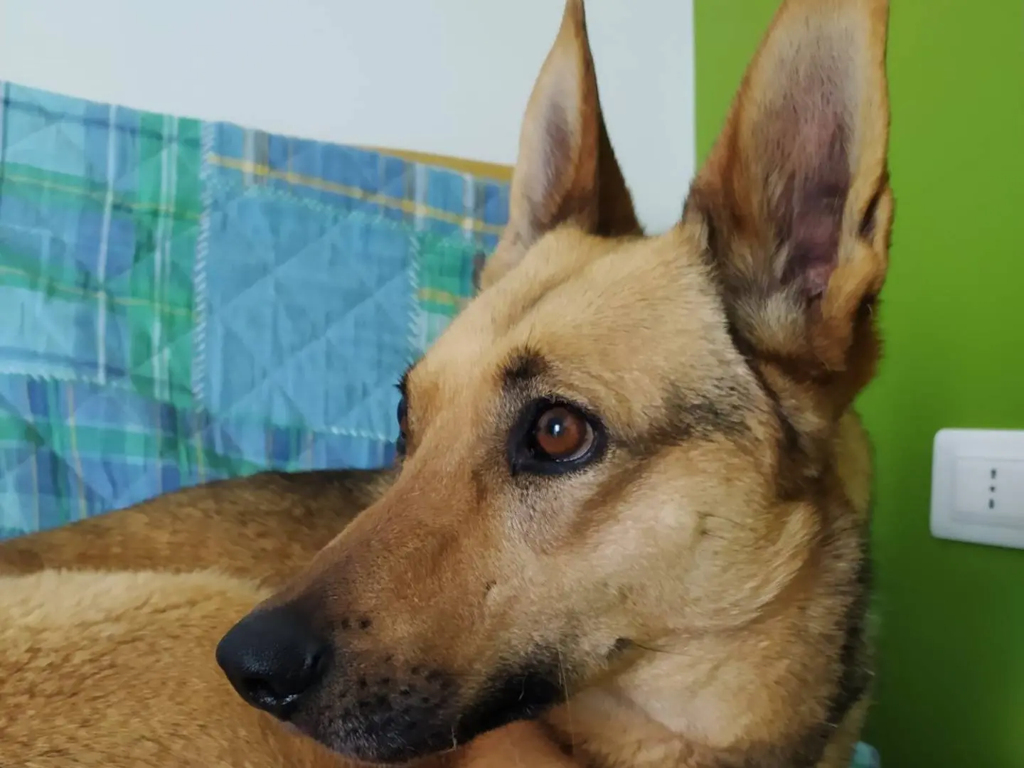 Vuoi adottare un cane a Como?