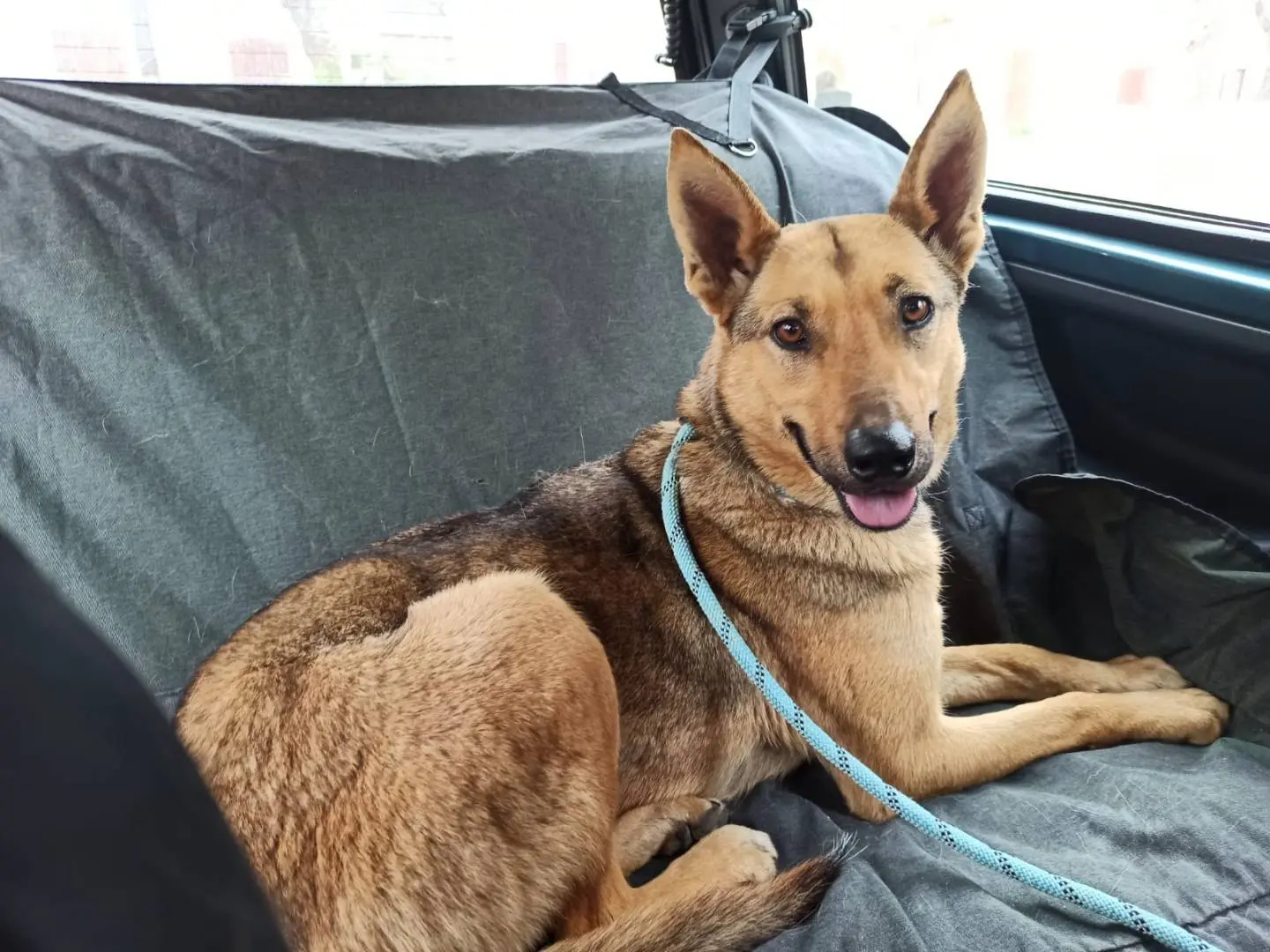 Adotta il cane India a Como