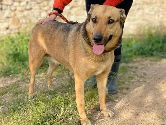 Adotta un cane, femmina, 7 anni e 4 mesi, Como
