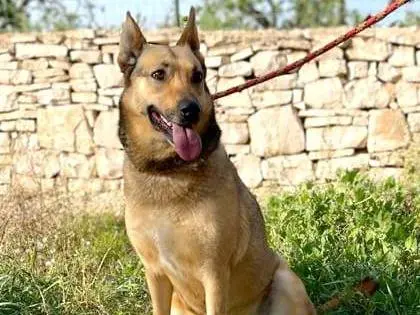 Adozione cane, femmina, Pastore tedesco Razza sconosciuta, 7 anni e 4 mesi, taglia grande, Como