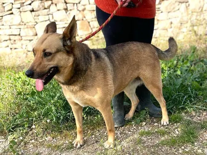 Adotta un cane, taglia grande, femmina, Como