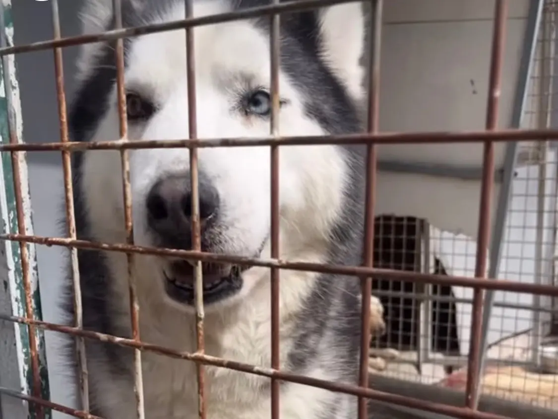 Adozione cane, maschio, Razza sconosciuta Razza sconosciuta, 4 anni e 8 mesi, taglia grande, Vibo