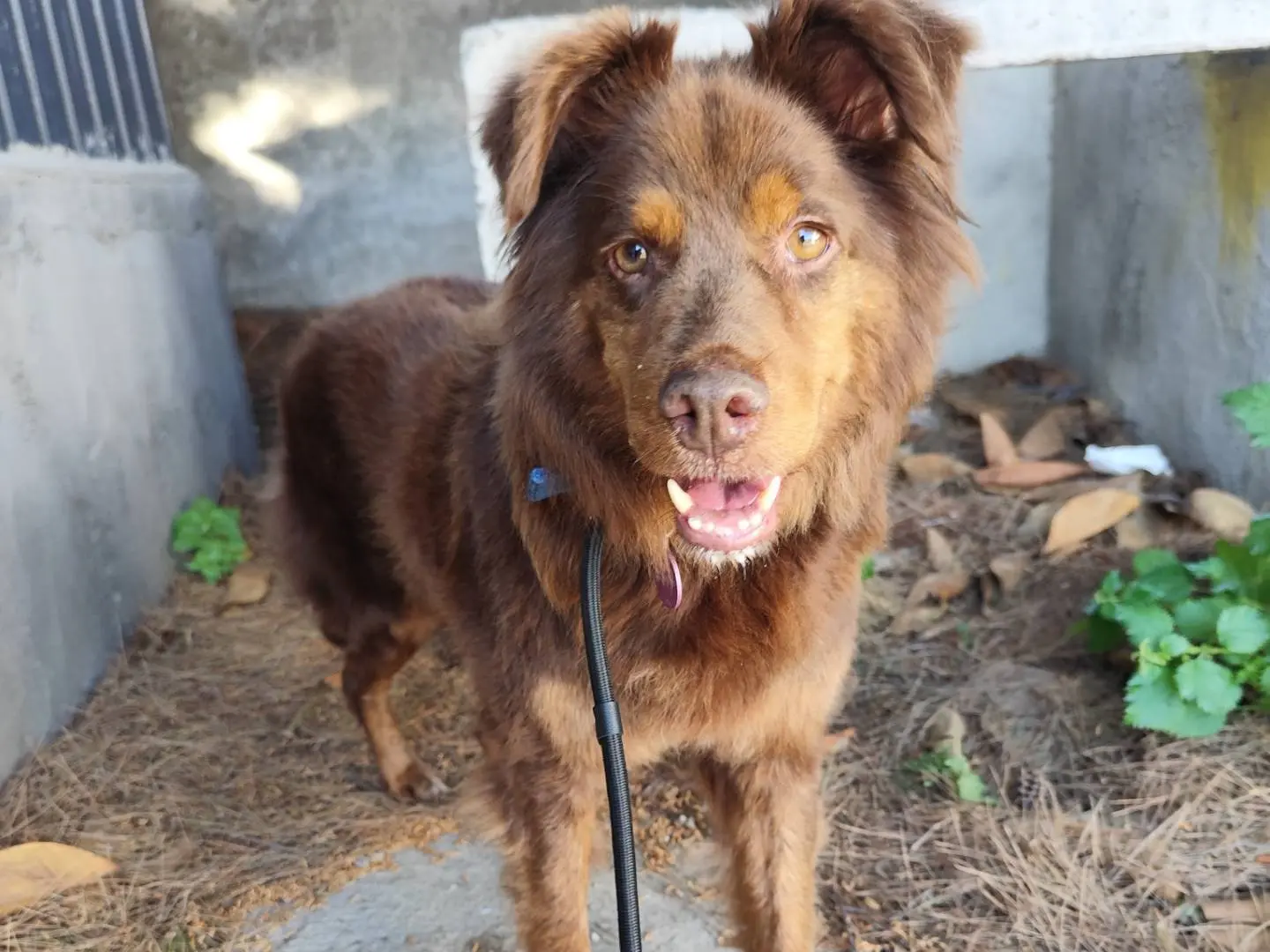 Adozione cane, femmina, Razza sconosciuta Razza sconosciuta, 9 anni e 3 mesi, taglia media, Messina