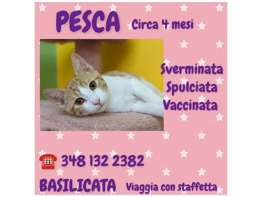 Adotta un gatto, femmina, 6 mesi, Potenza