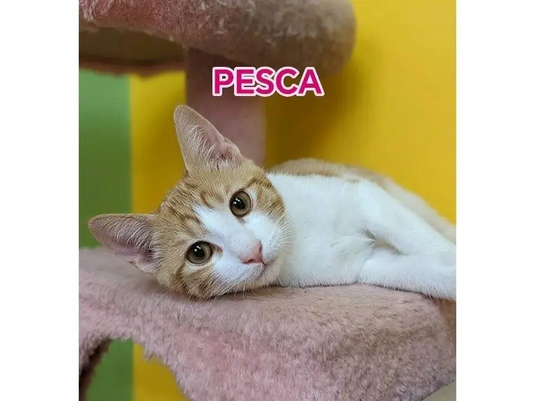 Adozione gatto, femmina, Razza sconosciuta Razza sconosciuta, 6 mesi, taglia non valida, Potenza