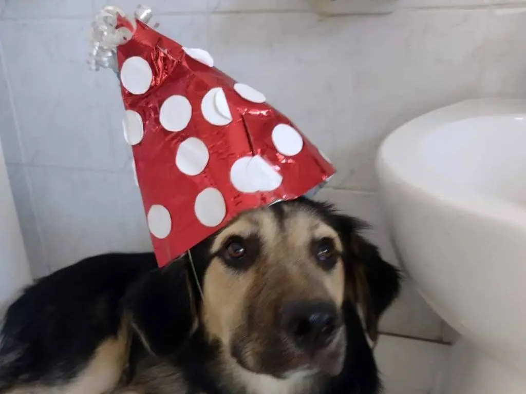 Adotta il cane Remì a Catania