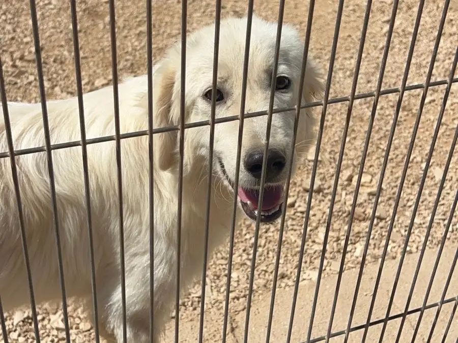 Adozione cane, femmina, Razza sconosciuta Razza sconosciuta, 8 mesi, taglia media, Bari