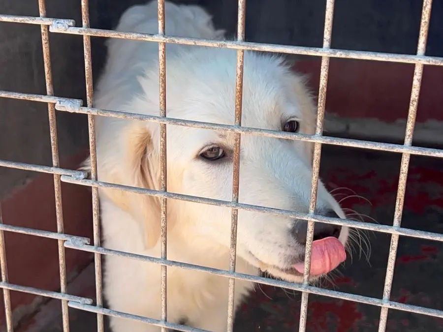 Adotta un cane, femmina, 8 mesi, Bari
