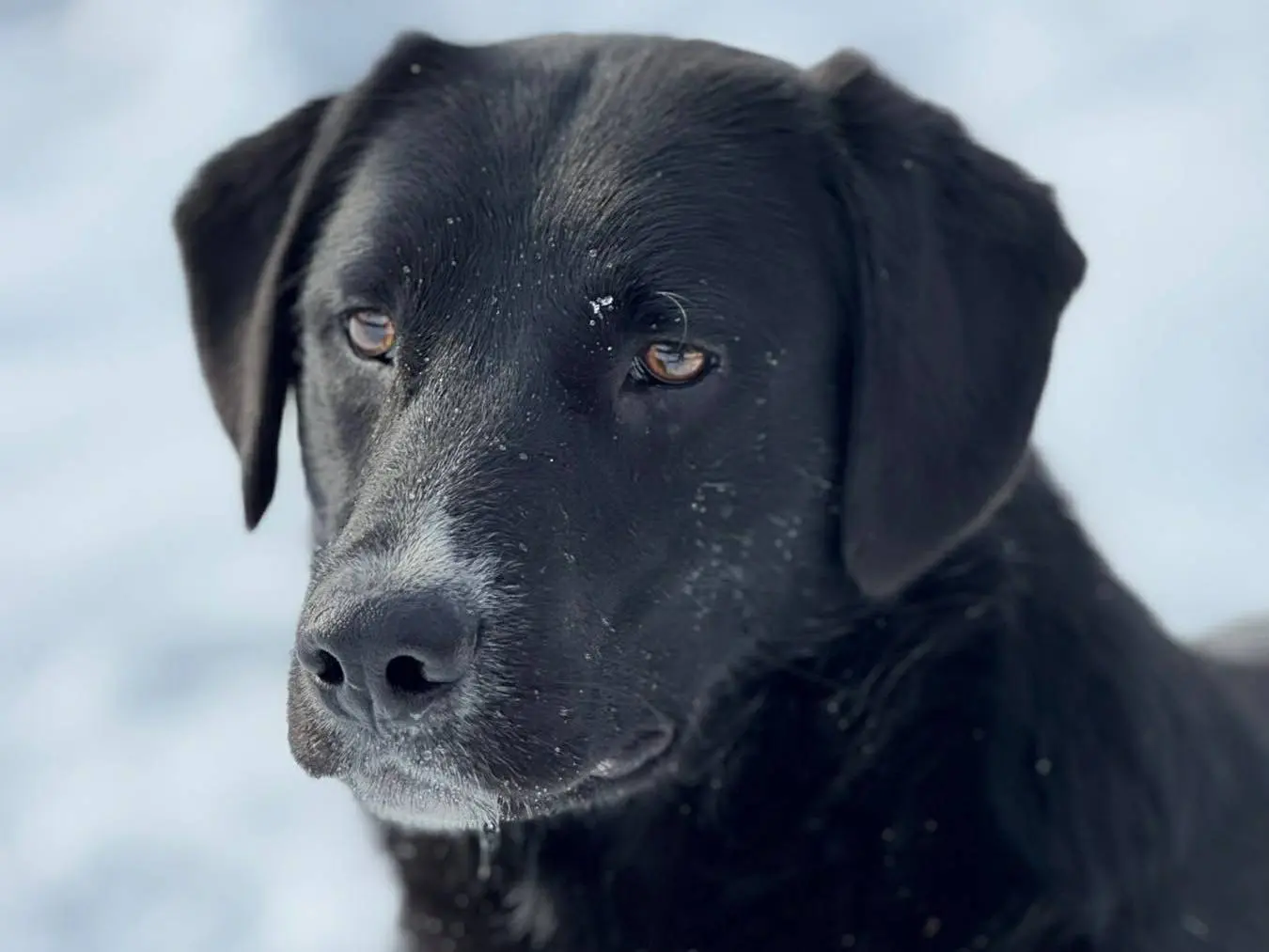 Adozione cane, femmina, Razza sconosciuta Razza sconosciuta, 2 anni e 1 mese, taglia media contenuta, Firenze
