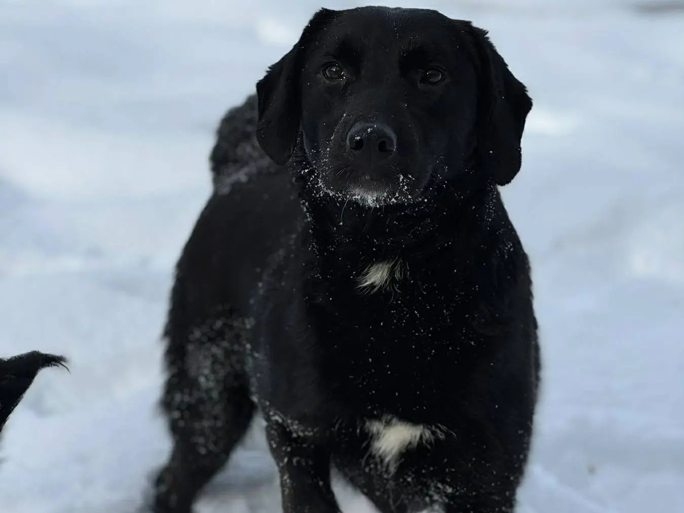 Vuoi adottare un cane a Firenze?