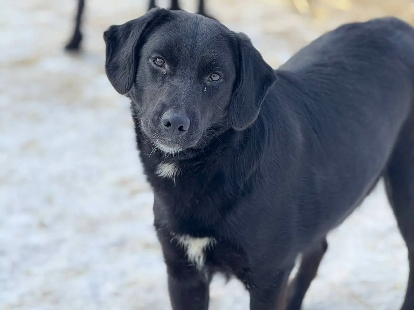 Adotta un cane, taglia media contenuta, femmina, Firenze
