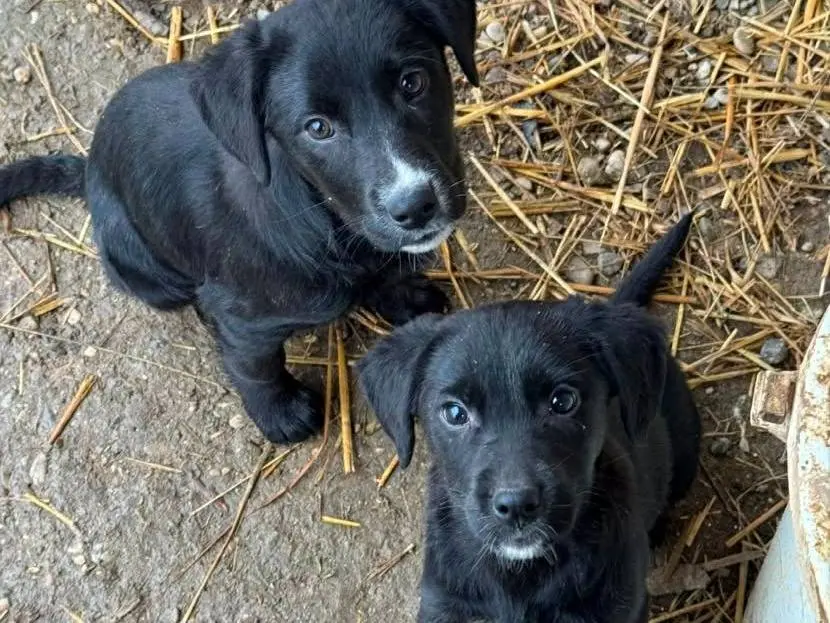 Adotta il cane NINA e TINA a Firenze