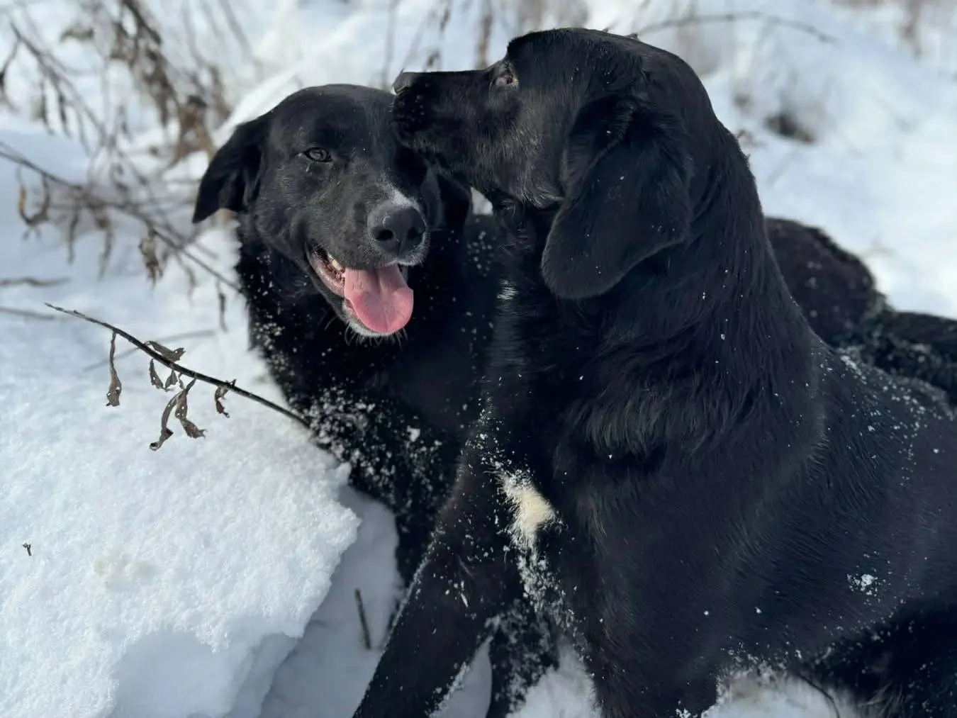 Adotta un cane, femmina, 2 anni e 1 mese, Firenze