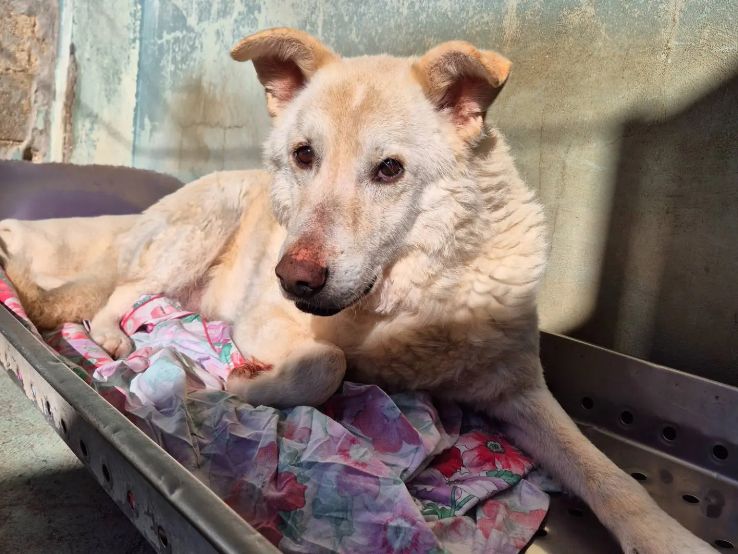 Adotta il cane Libero a Barletta