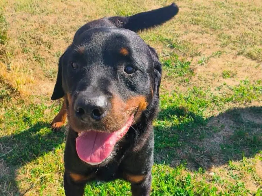 Adozione cane, maschio, Rottweiler Razza sconosciuta, 3 anni e 5 mesi, taglia grande, Latina