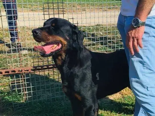 Adotta un cane, taglia grande, maschio, Latina