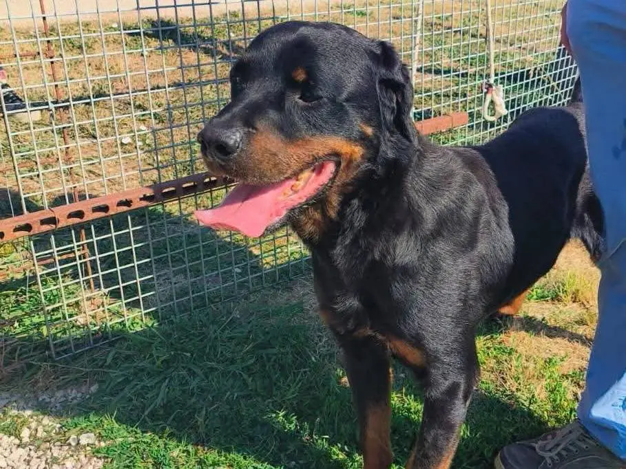 Adotta un cane, maschio, 3 anni e 5 mesi, Latina