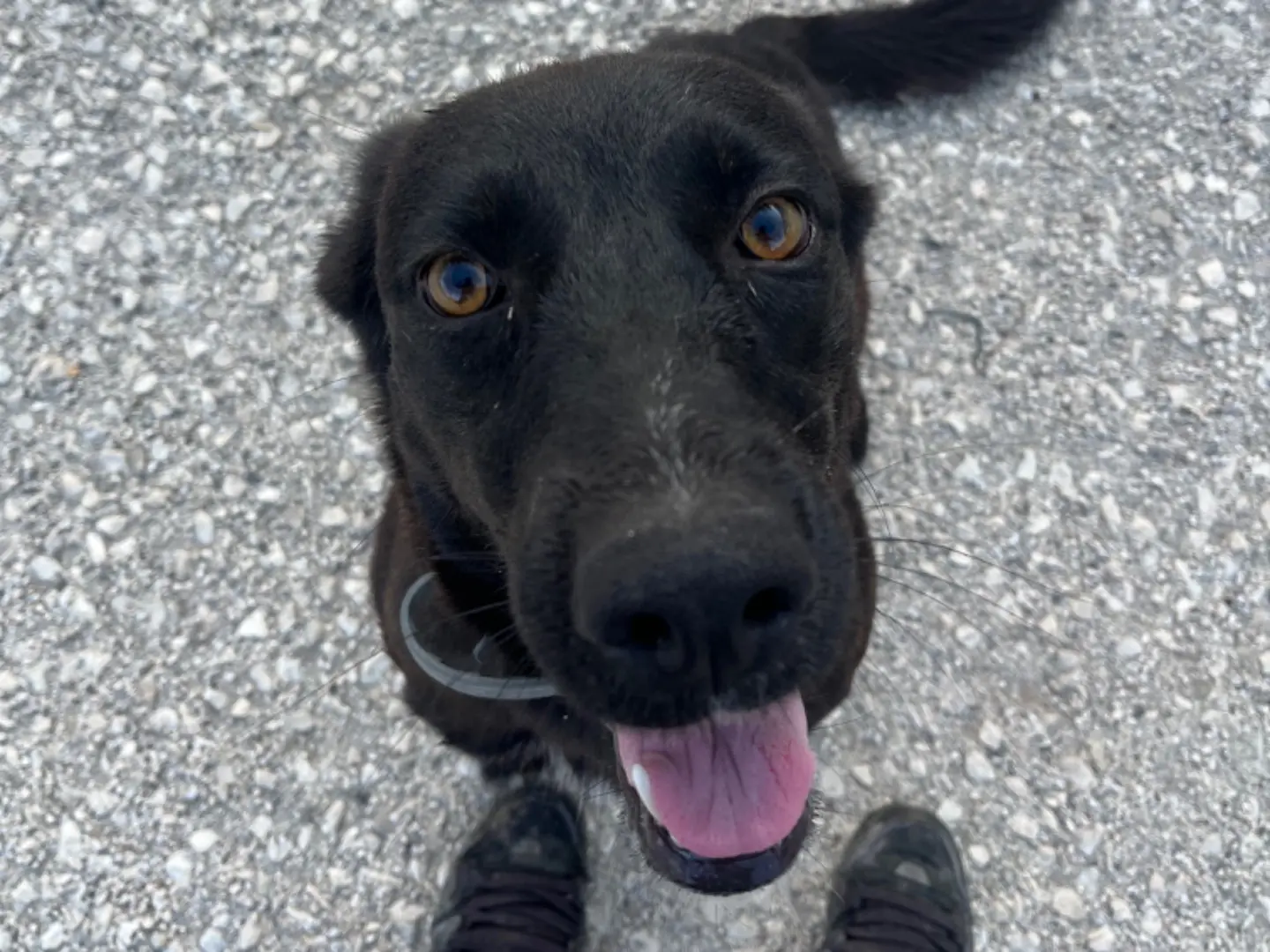 Vuoi adottare un cane a Agrigento?