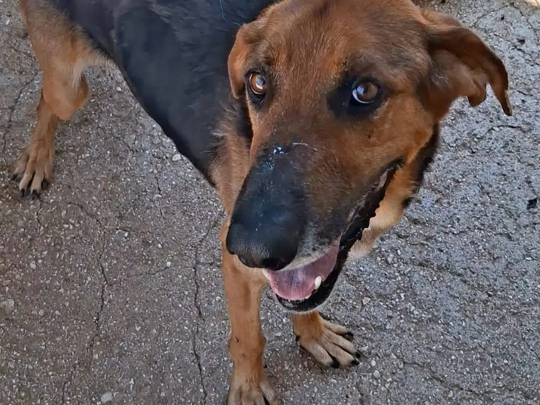 Adozione cane, maschio, Segugio Razza sconosciuta, 8 anni e 11 mesi, taglia media, Bari