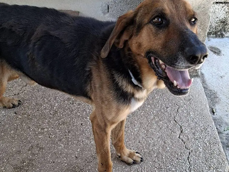 Adotta un cane, maschio, 8 anni e 11 mesi, Bari