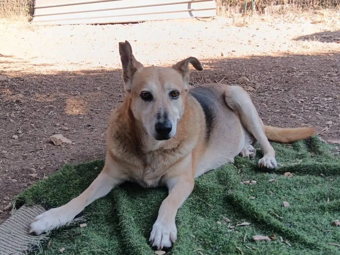 Adotta un cane, taglia media, femmina, Bari