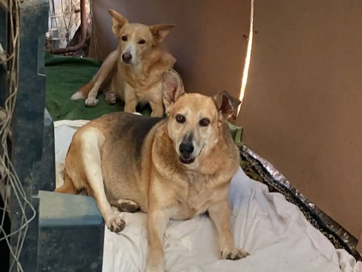 Adozione cane, femmina, Razza sconosciuta Razza sconosciuta, 8 anni e 9 mesi, taglia media, Bari