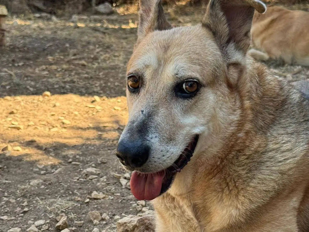 Adotta un cane, femmina, 8 anni e 9 mesi, Bari