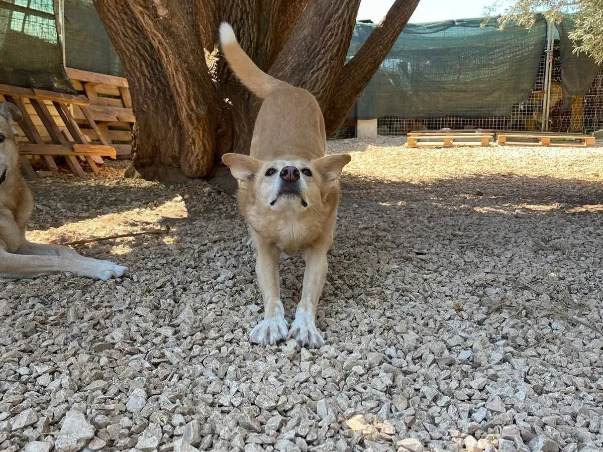 Adotta il cane Trilly e Brioche a Bari