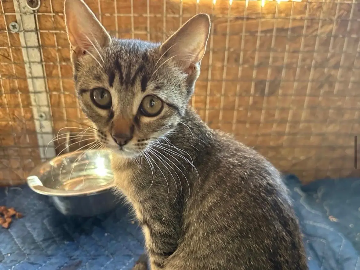 Adozione gatto, maschio, Razza sconosciuta Razza sconosciuta, 2 mesi, taglia non valida, Roma