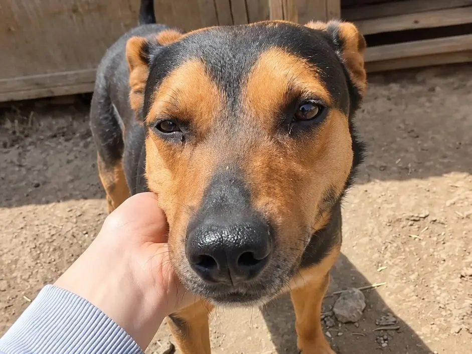 Adozione cane, maschio, Razza sconosciuta Segugio, 8 anni e 3 mesi, taglia media, Avellino