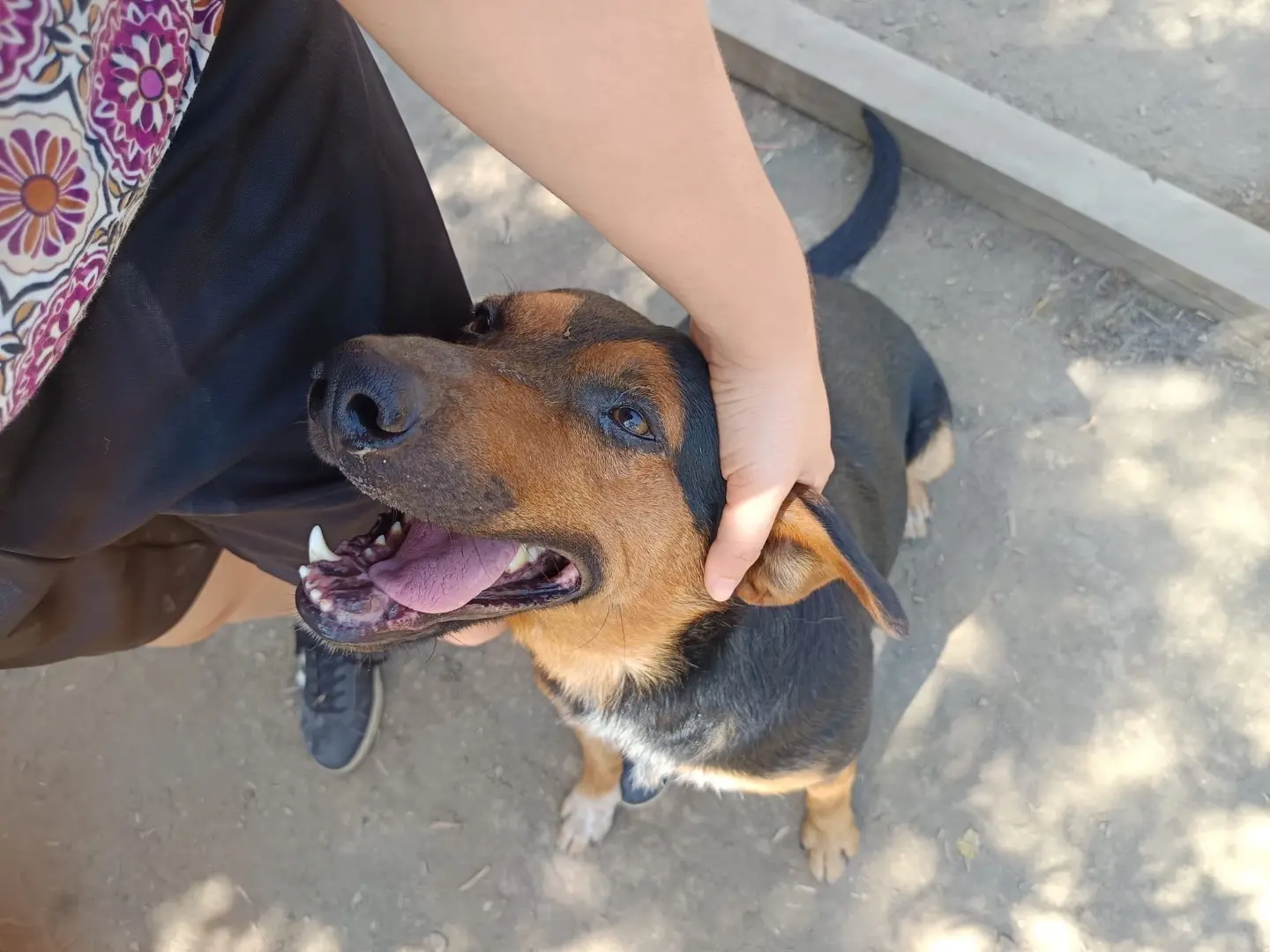 Adotta un cane, taglia media, maschio, Avellino