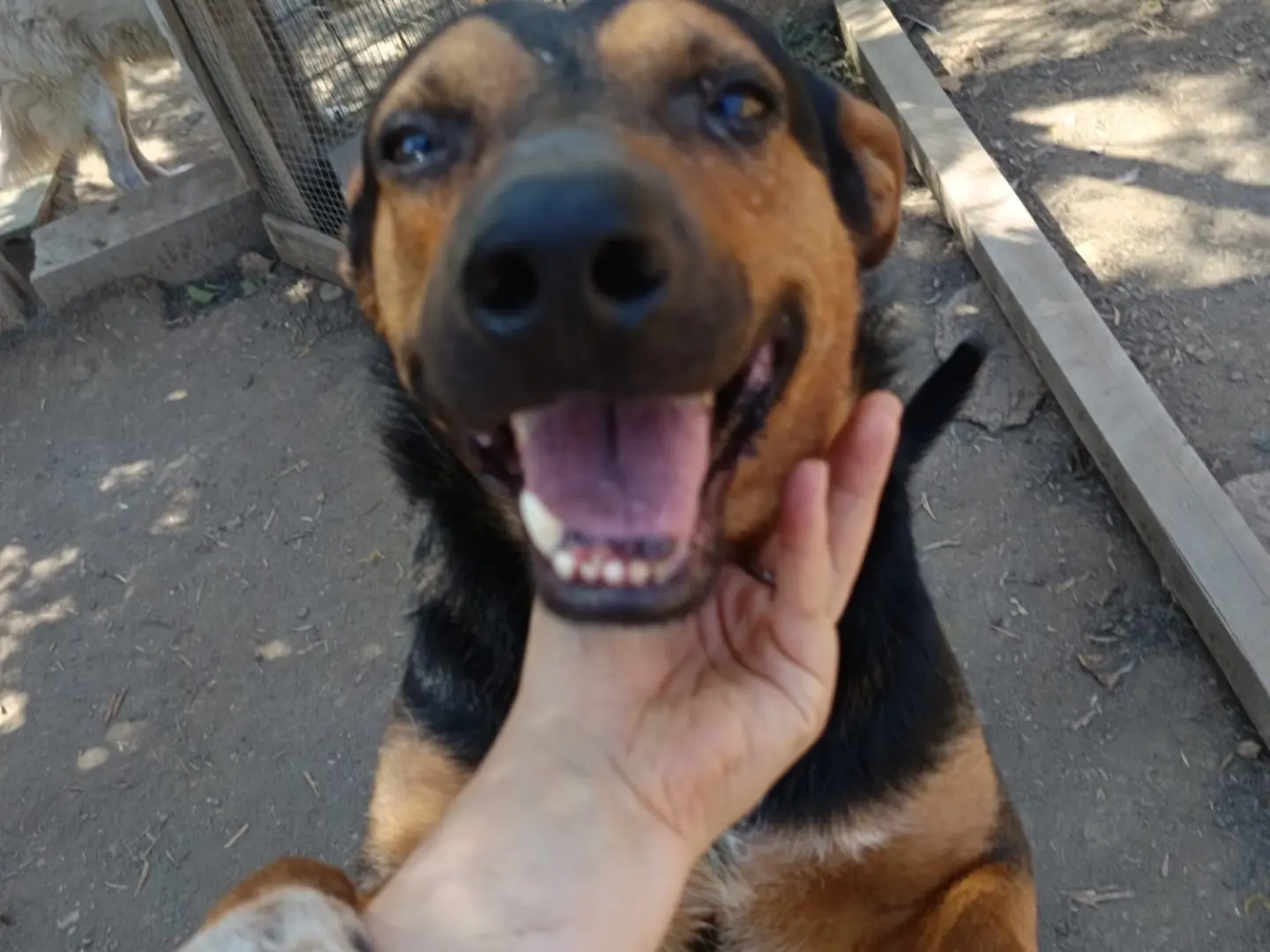 Vuoi adottare un cane a Avellino?